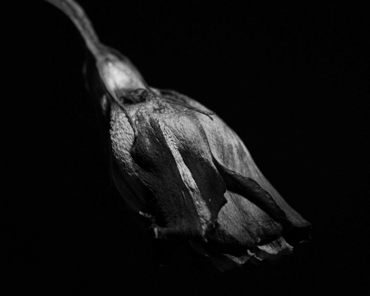 Dead flowers – photo&nbsp;sketches